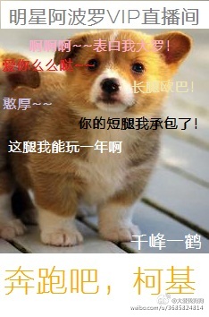 柯基犬幼崽多少钱一只